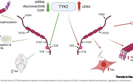 TYK2 regulates tau phosphorylation and aggregation in a tauopathy mouse model