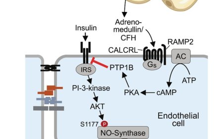 Mechanism of endothelial insulin resistance