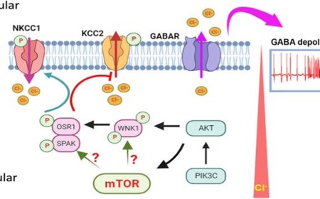Mechanism of MTOR-related malformations of cortical development