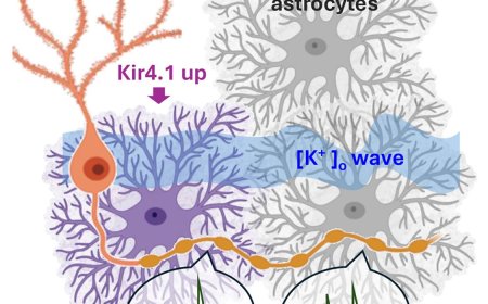 Controlling excitatory transmission in the brain