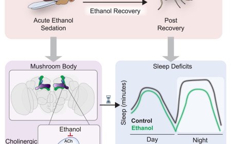 Brain pathways involved in alcohol-induced insomnia