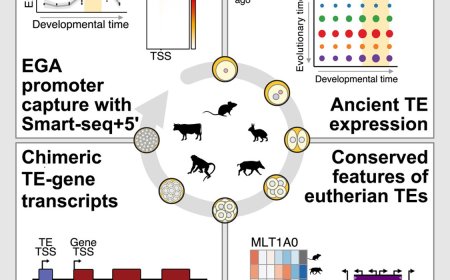 Ancient viral DNA shapes early embryo development