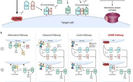 Activation of the entire complement cascade in inflammatory and autoimmune diseases