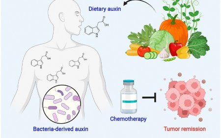 Dietary auxin may help patients to fight cancer