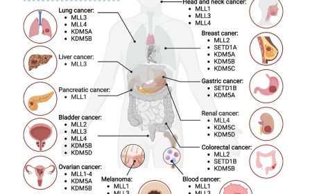 Roles of H3K4 methylation in biology and disease