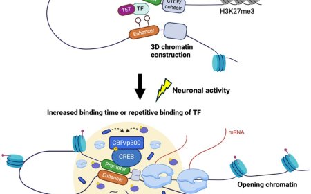 Neuronal activity-dependent gene regulation