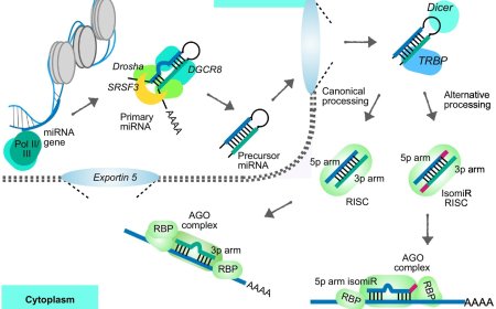 MicroRNA regulation in single cells