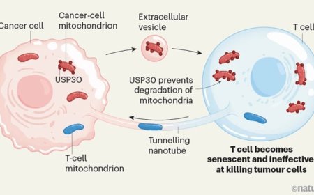 Mitochondrial swap for immune evasion