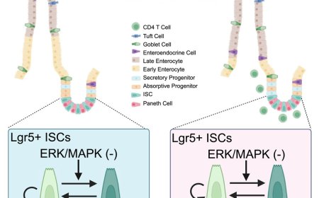 Lifelong maintenance of intestinal stem cells