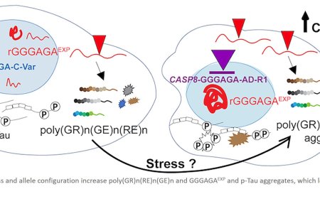 New genetic mutation linked to Alzheimer’s risk