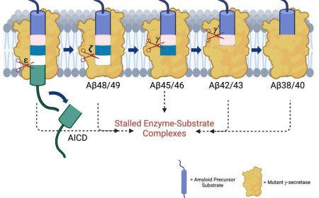 Alzheimer-mutant γ- secretase complexes stall  amyloid β-peptide production