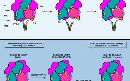 Structural basis of ketamine binding to its receptor