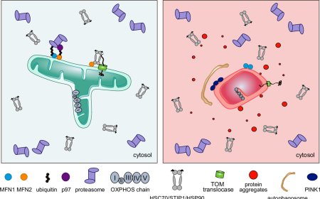 Mitofusin's fusion-independent roles in proteostasis surveillance