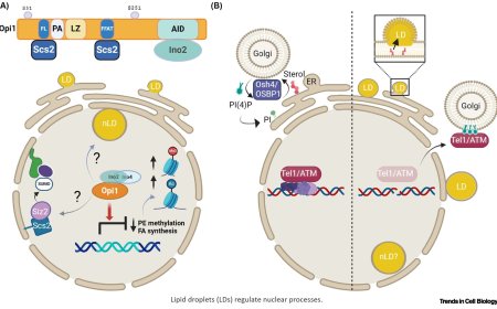 Connections between lipids and chromatin