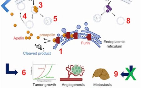 Modified apelin inhibits colorectal cancer