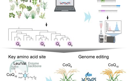CoQ10-producing rice with gene editing