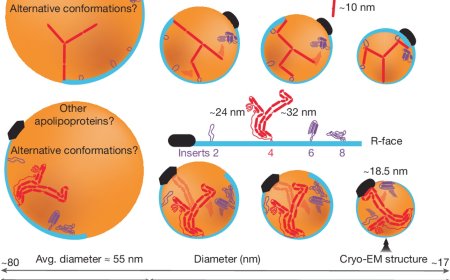 The structure of apolipoprotein B100 from human low-density lipoprotein