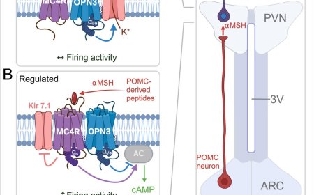 A light-sensitive brain protein, opsin 3, also regulates food consumption