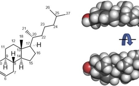 Cholesterol Metabolism
