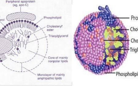 Lipoproteins- Structure, classification, metabolism and significance