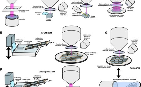 Imaging methods for whole-brain mammalian connectomics