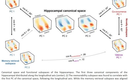 How does the hippocampus coordinate memory encoding and retrieval?