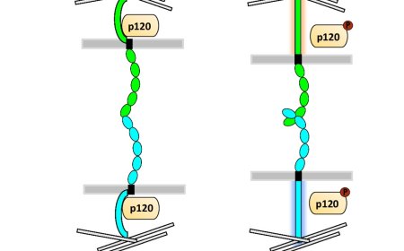 How cadherin delivers antibody with the drug inside cancer cell