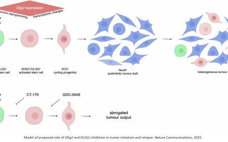 Targeting quiescence to proliferation transition to block medulloblastoma