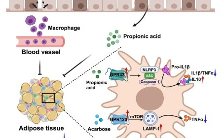 How acarbose protects against diet-induced obesity
