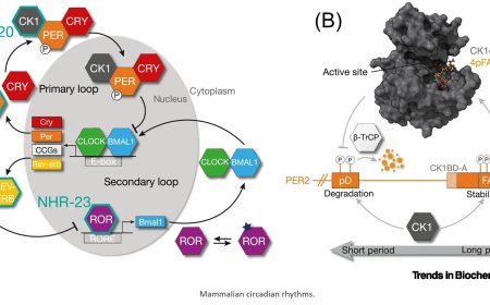 Evolutionary rewiring of conserved biological timekeepers