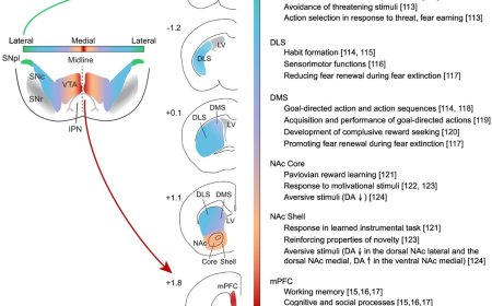 Functionally segregated dopaminergic circuits