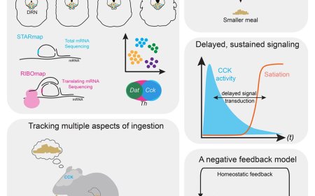 Linking a neurohumoral axis to satiation