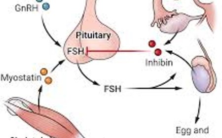 Communication between body muscle and the brain influences fertility