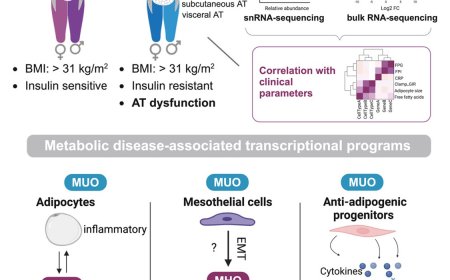 Adipose populations linked to metabolic health in obesity