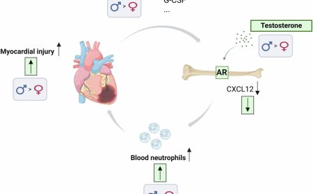 Testosterone increases damage following a heart attack