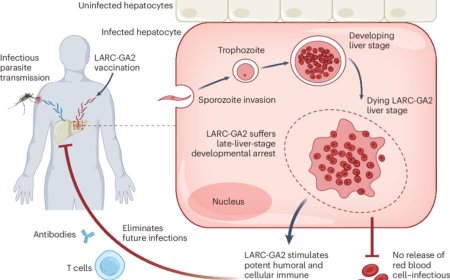 A single-shot malaria vaccine