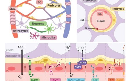 The blood–brain barrier