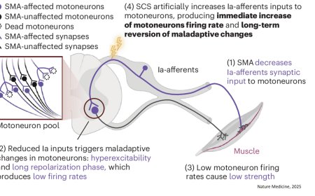 Spinal cord stimulation restores neural function