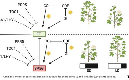 Photoperiod-driven clock function in plants