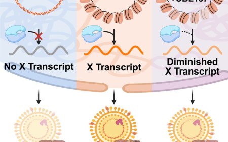 A nucleosome switch primes hepatitis B virus infection