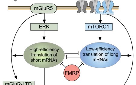 Reversing fragile X syndrome symptoms by modifying NMDA receptor signaling
