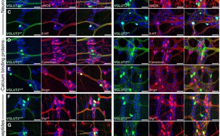 Intestinal motility regulation by gut glutamatergic interneurons