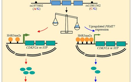 How protein arginine methyltransferase 7 linked to schizophrenia