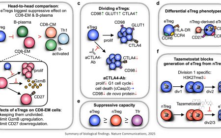 How Tregs control the immune system