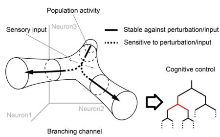 Neural mechanism of cognitive control