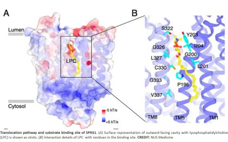 Transporting fat from the lysosome