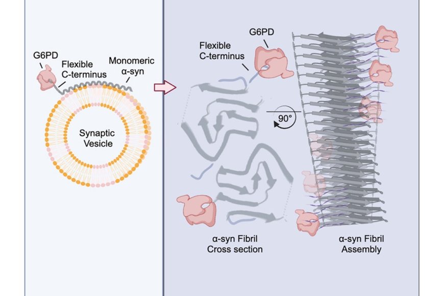 CHLOROQUINE G6PD DEFICIENCY visual data 5