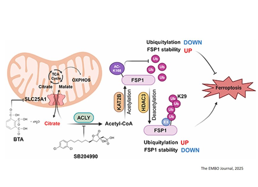 Regulation of ferroptosis!