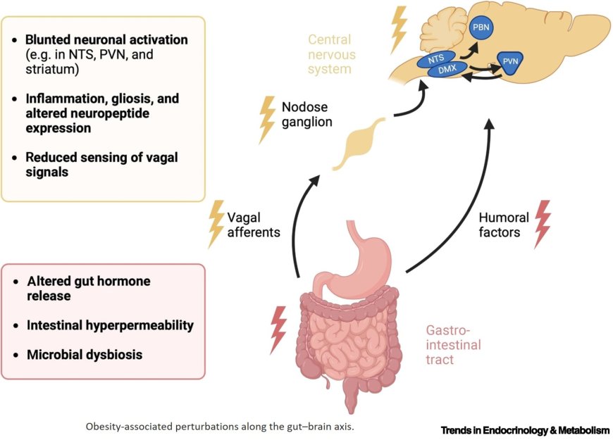 Neuroendocrine gut–brain signaling in obesity