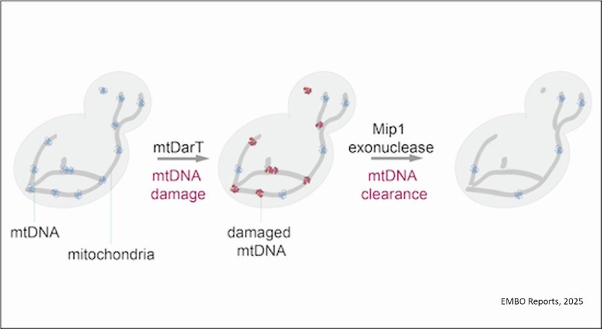 Exonuclease action of replicative polymerase gamma drives damage-induced mitochondrial DNA clearance